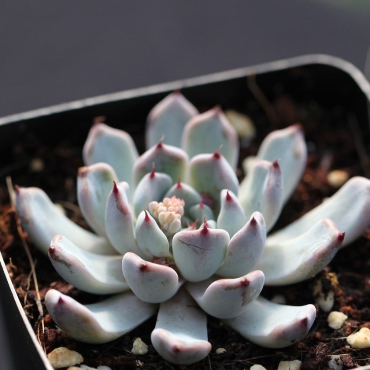 森小肉 进口 贵货 多肉植物 防辐射植物 黑爪