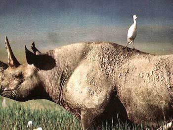 坦桑尼亚给希希家的特别定制B 商品图0