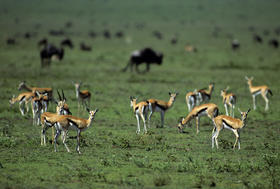 坦桑尼亚签证代办