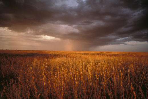坦桑尼亚给希希家的特别定制B 商品图2