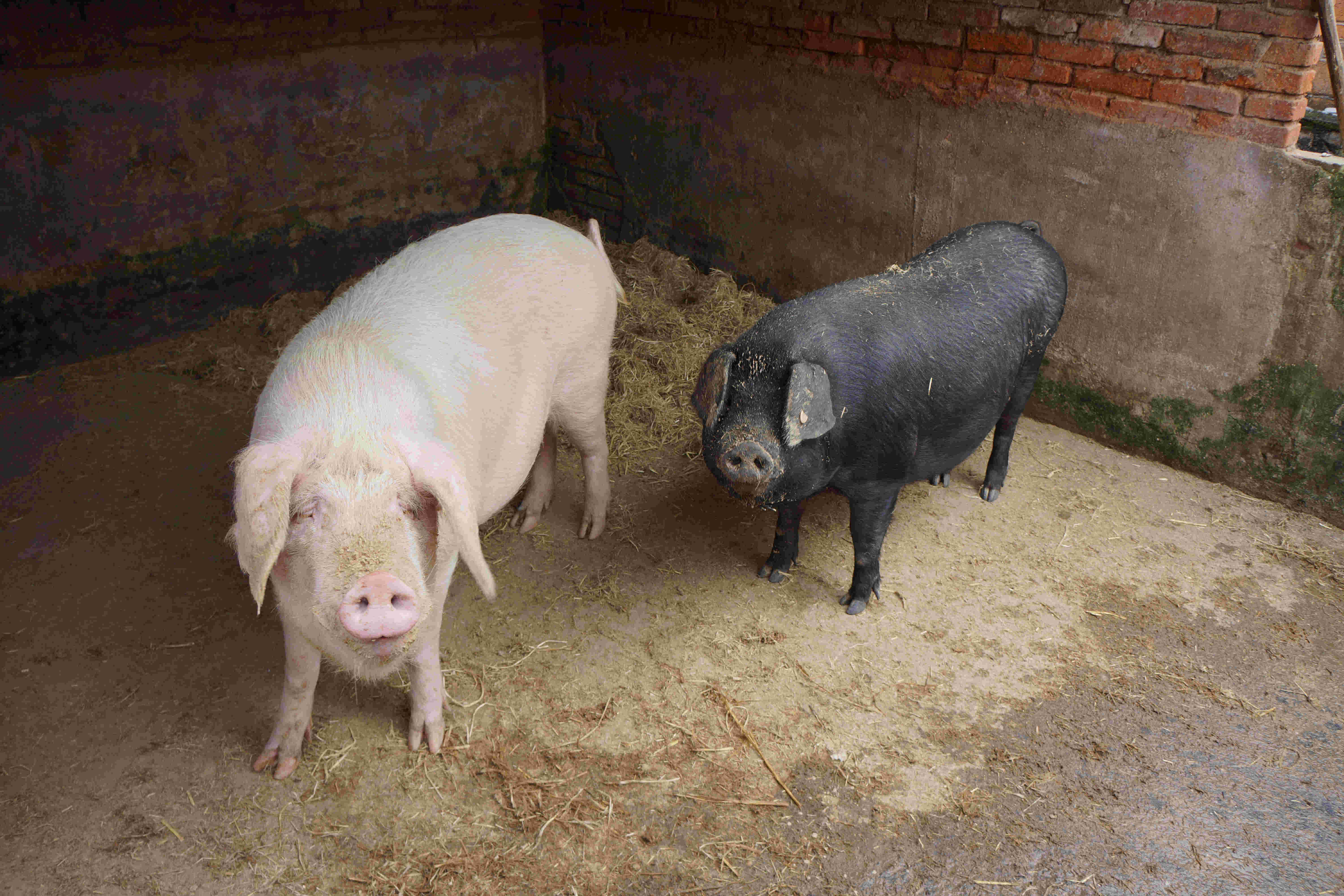 展宏农村土猪(斤)