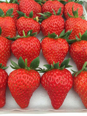 极品草莓特大果(两层*1箱)