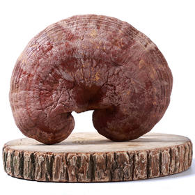 菇新 黄灵芝 金芝 500g/袋