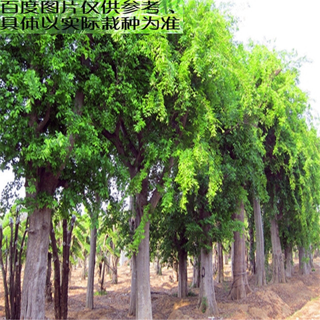 乔木冠幅测量图片,冠幅怎么测量图片,乔木树图片及名称(第7页)_大山谷图库