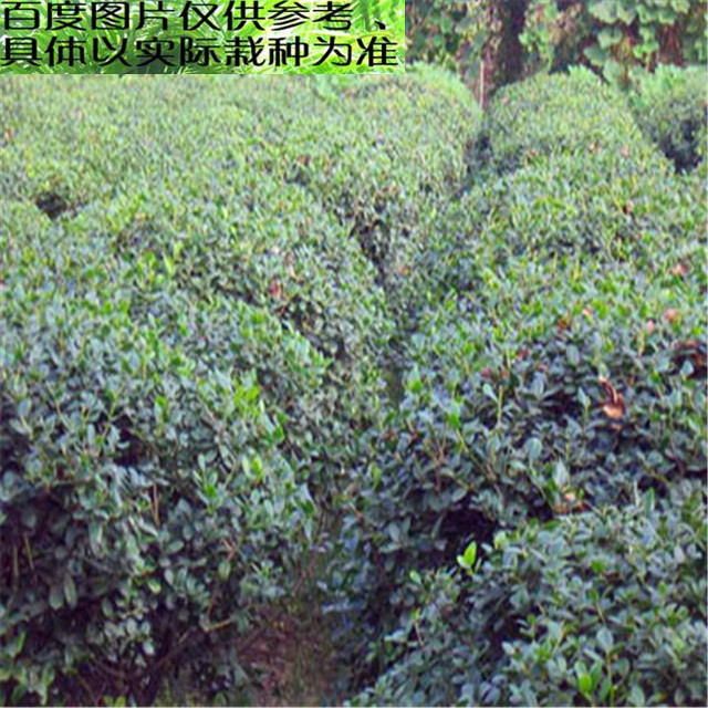 灌木冠幅,凤凰木冠幅,冠幅_大山谷图库