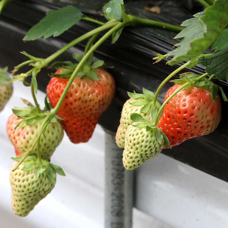 白玉草莓! 奶油草莓 果肉白色 脆嫩甜 400g 2份包邮
