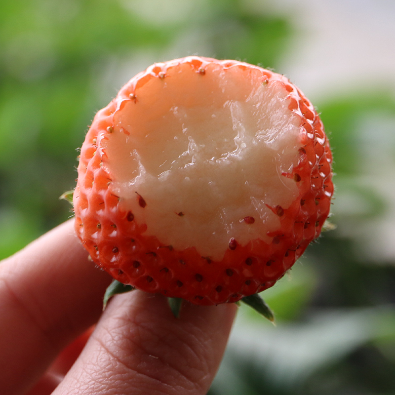 白玉草莓! 奶油草莓 果肉白色 脆嫩甜 400g 2份包邮