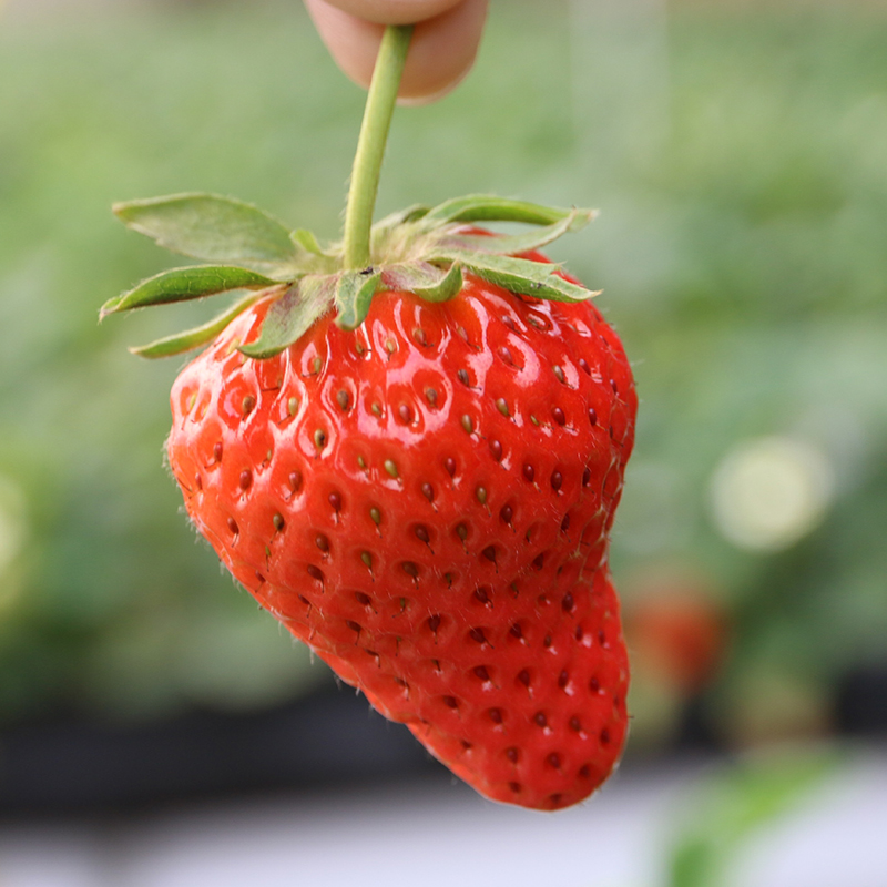 白玉草莓! 奶油草莓 果肉白色 脆嫩甜 400g 2份包邮