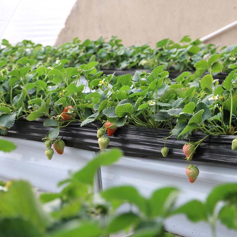 白玉草莓! 奶油草莓 果肉白色 脆嫩甜 400g 2份包邮