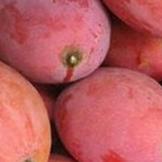 椰妃芒果沟旗舰店