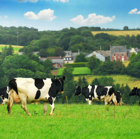 澳洲和牛m7~8级谷饲肉眼牛排