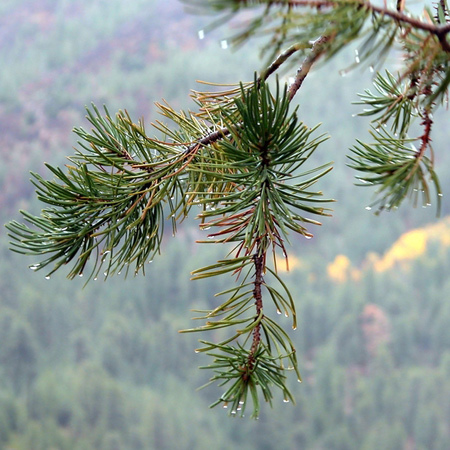欧洲赤松精油 法国普罗旺斯农场 进口有机