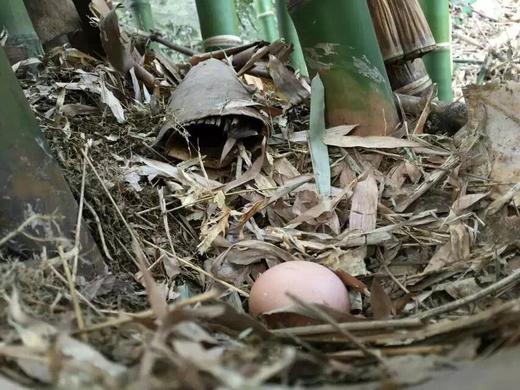0饲料0抗激素抗生素的土鸡蛋，敢给孩子吃的放心蛋 商品图2