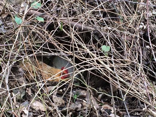 0饲料0抗激素抗生素的土鸡蛋，敢给孩子吃的放心蛋 商品图3