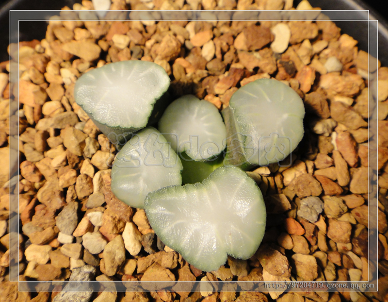 白瓷万象 叶插苗非组