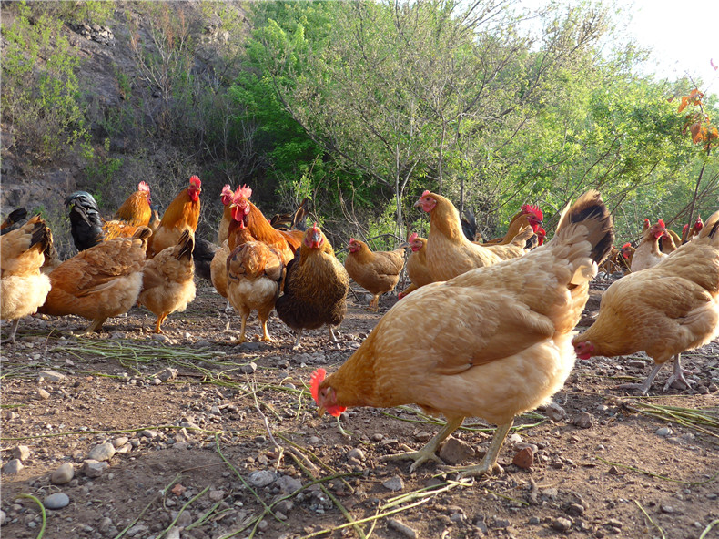 净田社自由600日龄散养老母鸡,适合炖食和煲汤