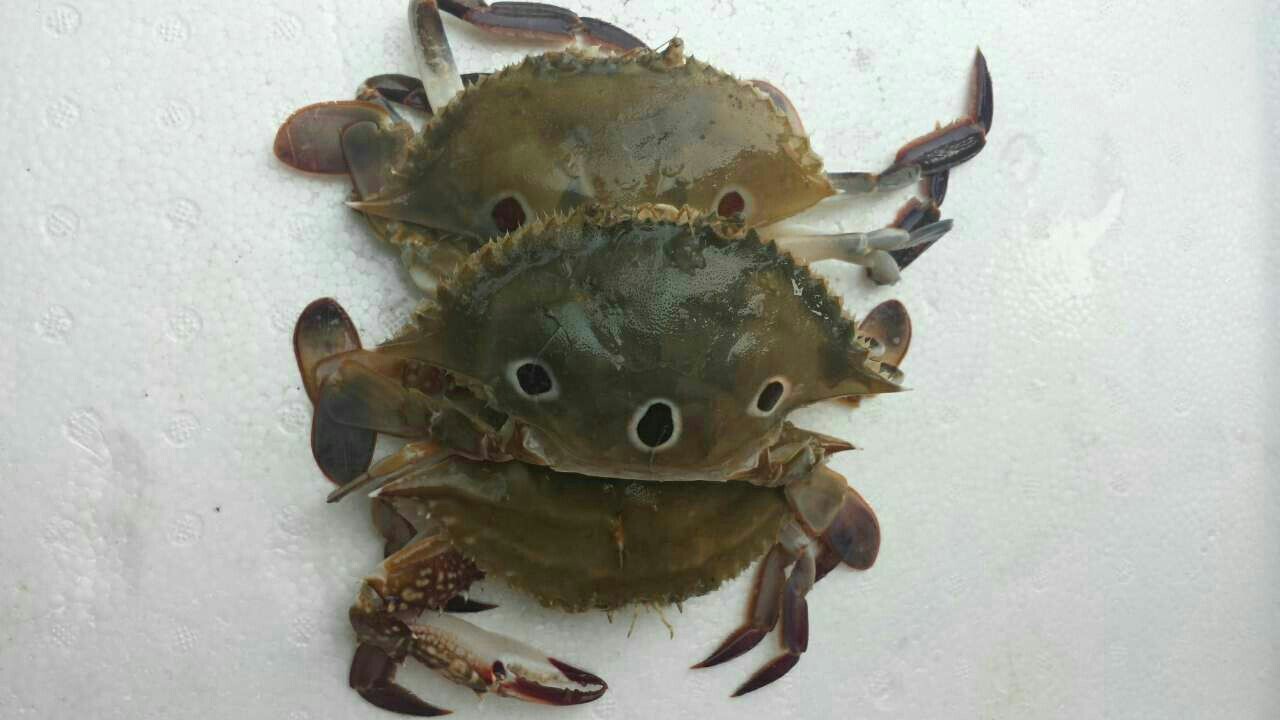 三眼蟹(泉野鲜)
