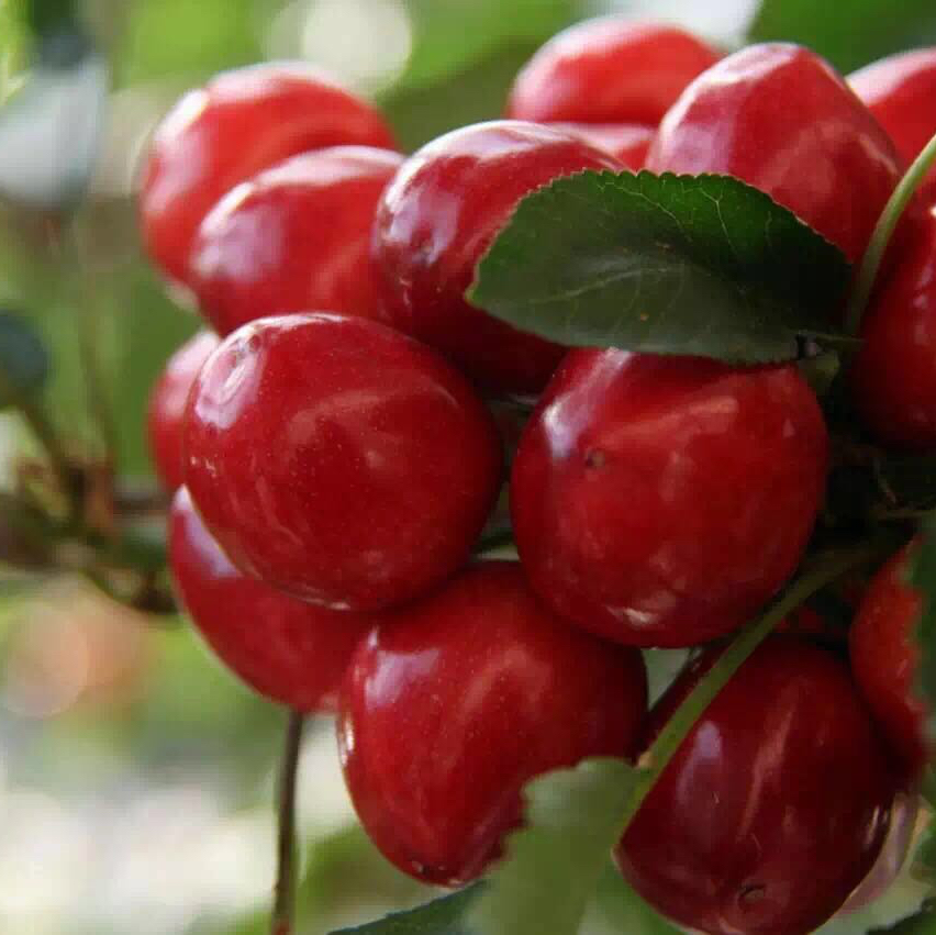 【特价秒杀】大连樱桃新鲜水果车厘子 大连大棚樱桃 美早 大樱桃 顺丰