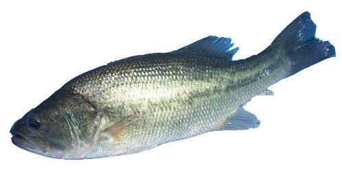 606鲈鱼 活鱼准650克 （劏净） 配葱姜 商品图0