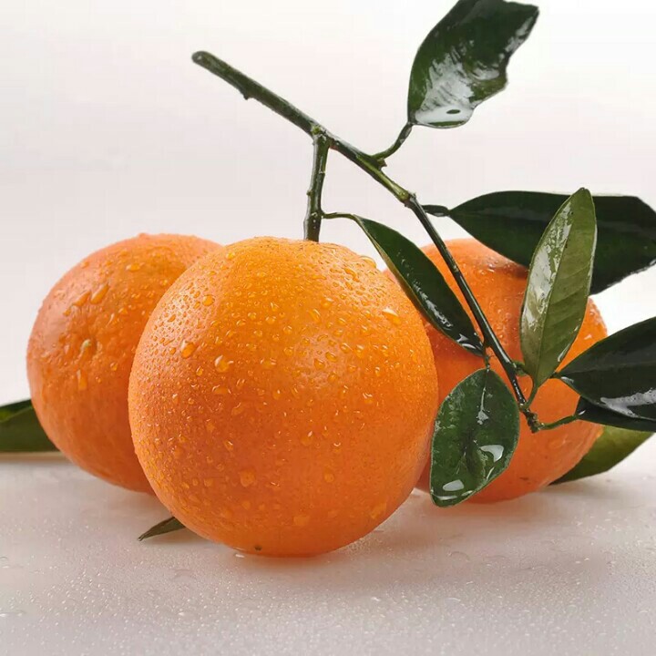 预售 秭归伦晚脐橙 新鲜水果橙子 现摘现发 拍下