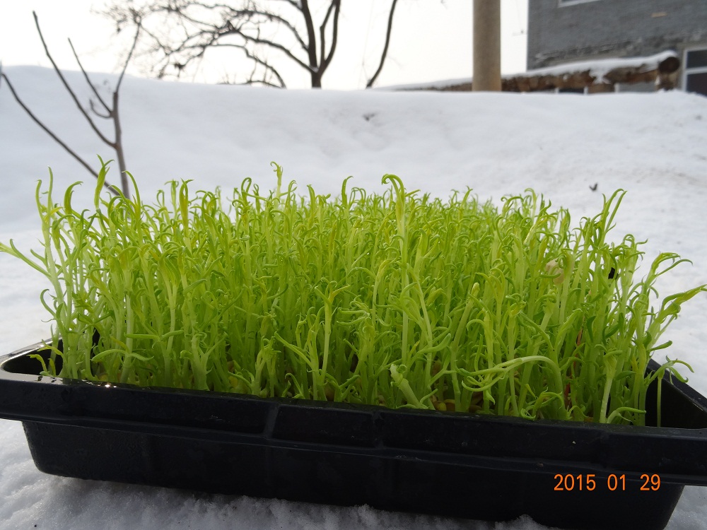 松柳芽 新鲜芽苗菜 绿尔庄园自产自销 无农药化肥等 绿色美味