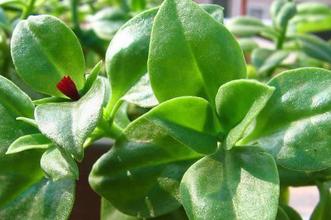 新鲜田七 绿尔庄园自产自销 无农药化肥等 绿色美味