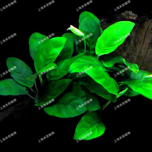 水草小水榕草/小榕草~anubias nana 10元1箩 1箩2-4株