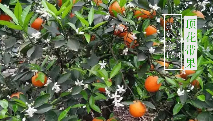 【顶花带果】果儿还未下树,新生的花儿已然绽放,这就是伦晚.