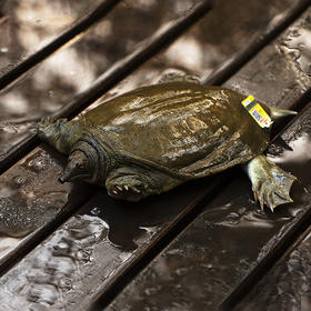 千岛湖清水鳖仿野外生态放养 有机甲鱼活体王八鲜活水产3年1.2斤