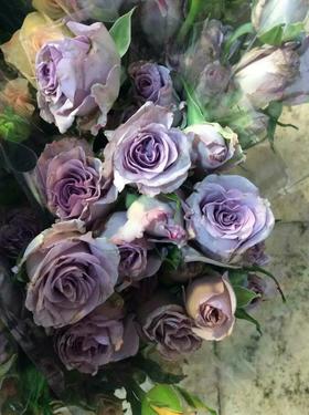 多头玫瑰–紫色海洋之歌