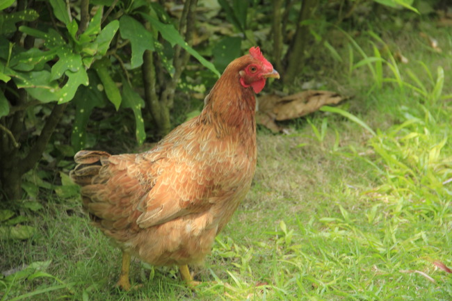 文昌鸡目前接受提前预定,每周四晚24:00截止订单,周五早统一宰杀