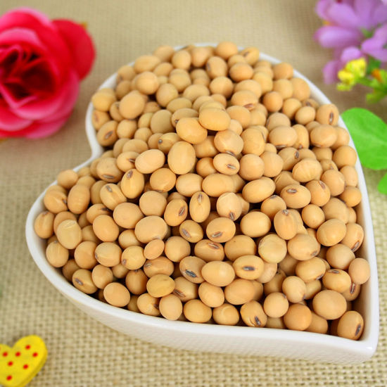 东北原生态大粒黄豆 五谷杂粮特产非转基因黄豆
