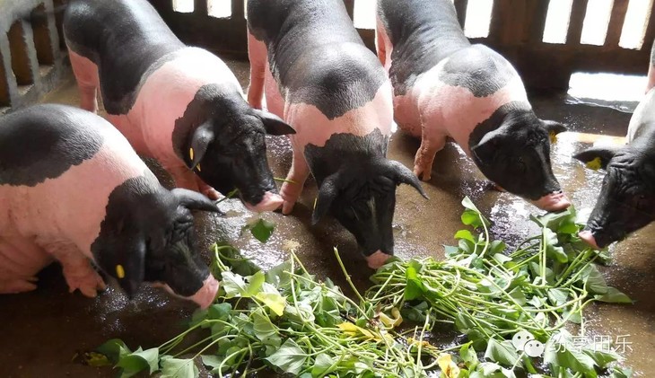 保种场:目前老家香山地猪养殖基地原种陆川猪母猪存栏400头,是广东