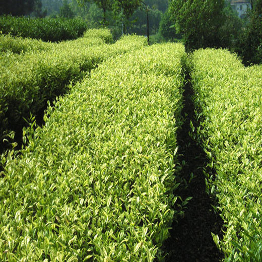 （永久下架）【氧气优选】2016明前乔顶山白茶 商品图1