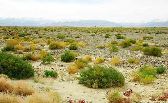 [精选]青海诺木洪纯野生黑枸杞 万病之源克星 保健心脏 降低胆固醇