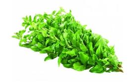 301枸杞叶约500克