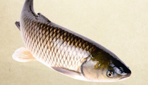 【东张水库】草鱼