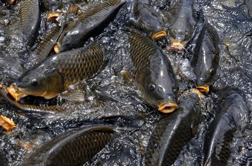 【东张水库】鲤鱼