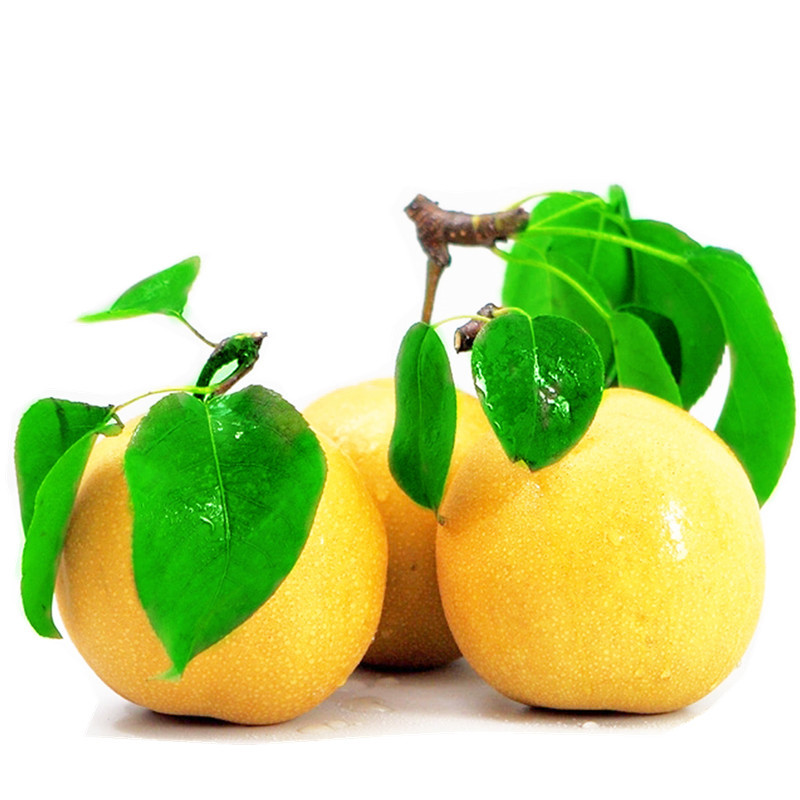 新鲜水果烟台水梨 山东特产 出口韩国梨