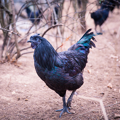 硬派劍門關土雞,黑鳳雞