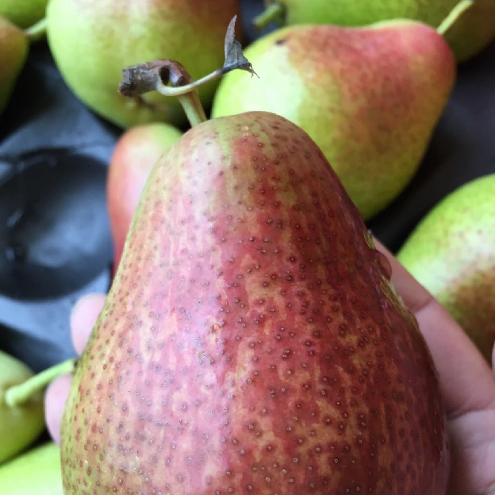 「水果优选」南非彩啤梨