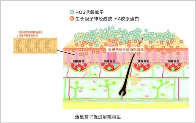 皮肤表皮细胞,皮肤细胞,皮肤补水_大山谷图库