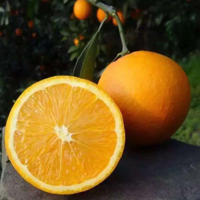 小哥陪你吃吃-湖北秭归帝王橙