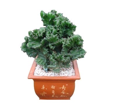 盆栽麒麟掌金麒麟玉麒麟仙人掌避邪植物