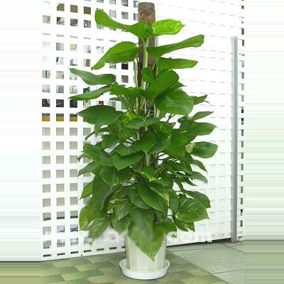 com",中国领先的鲜花礼品速递服务商. 扫描二维码,访问我们的微信店铺