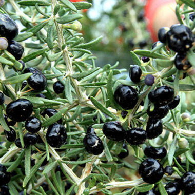 诺木洪野生黑枸杞100g礼盒装