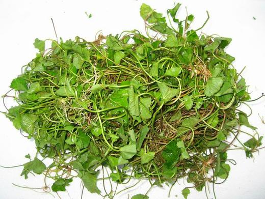 301雷公根 250克 商品图0