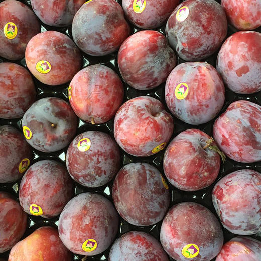 「水果优选」智利鸵鸟蛋 商品图0