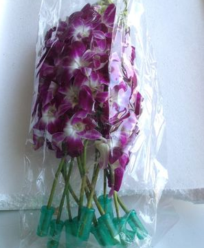 杨兰花摆盘图片,兰花摆盘菜品图片,荷兰芹兰花摆盘图片(第2页)_大山谷图库