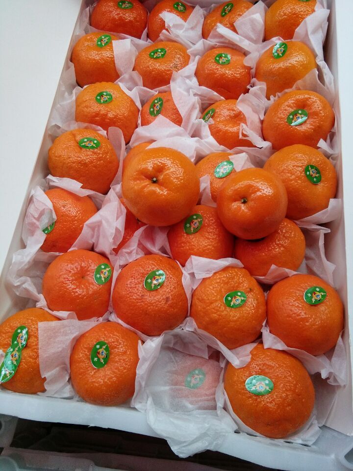赣南香妃柑